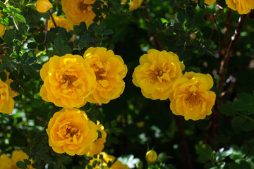 Obraz premium yellow wild rose bush in bloom