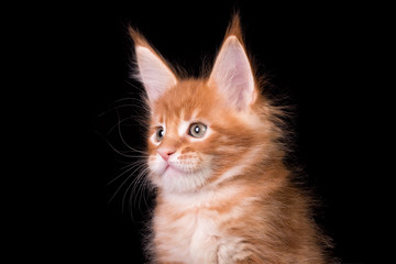 Fototapeta na wymiar Adorable red cute kitten on black background in studio, isolated.