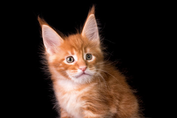 Adorable red cute kitten on black background in studio, isolated.