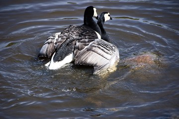 Finlandia - Helsinki