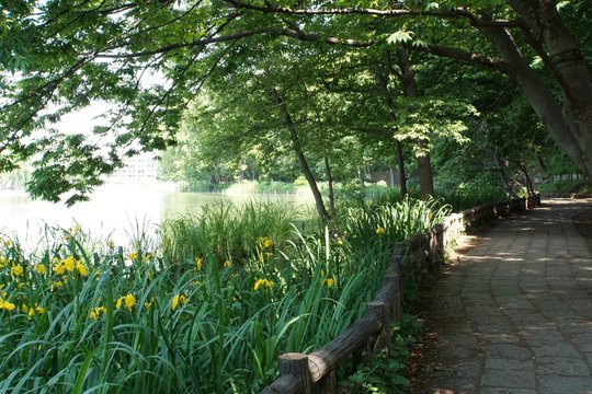 石神井公園 Images Browse 394 Stock Photos Vectors And Video Adobe Stock