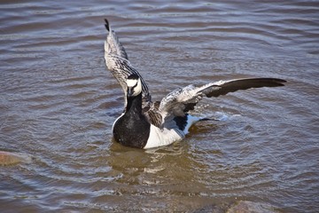Finlandia - Helsinki