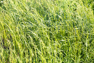 Background of grass fescue in the rays of the setting sun, the Plant belongs to the loose grasses.