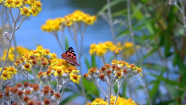 Butterfly named Vanessa Cardui on Yellow Flowers 