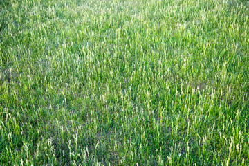 Glade of grasses late spring Interior backgrounds textures