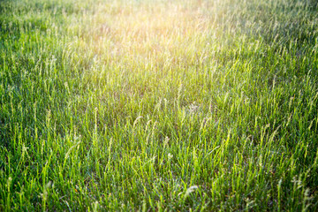 Background of bright green grass in the rays of the setting sun in spring. Interior texture backgrounds