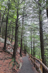Path in the Woods