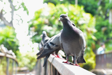 A gray dove looking at the camera with soft sunlight in garden, blur image