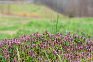 Obraz premium Smoky Mountains near Asheville, North Carolina during spring with many purple red deadnettle wildflowers wild flowers closeup