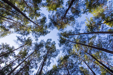 Tall trees stretching into the sky