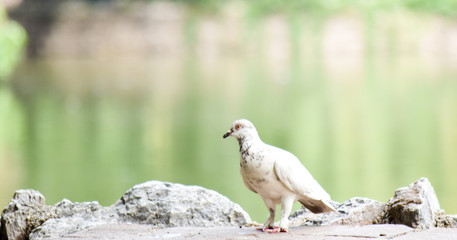 blur image of White dove standing on stone texture near the pool