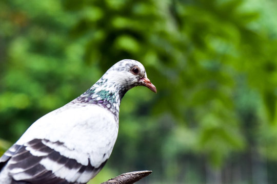 White-black dove standing on the dried branches in garden, blur image