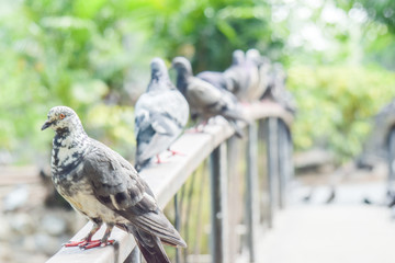 Dove standing the rail-bridge with soft sunlight in garden, blur image