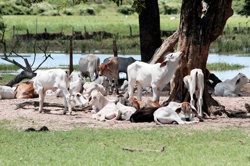Descanso campestre