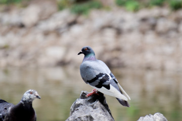 Fototapeta premium Gray-black dove standing on the stone in garden, blur image