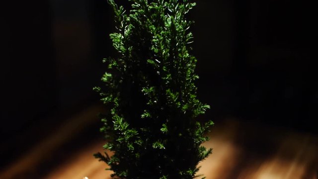 Close-up of beautiful small Christmas juniper in a pot standing on a wooden table. Frame. Indoor exotic plants