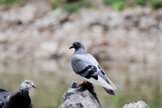 Gray-black dove standing on the stone in garden, blur image