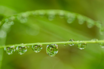 雨上がりの水滴