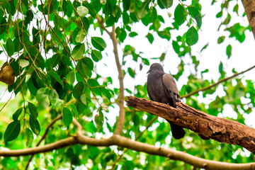 One dove sleeping on the tree with green leaf in garden, blur image
