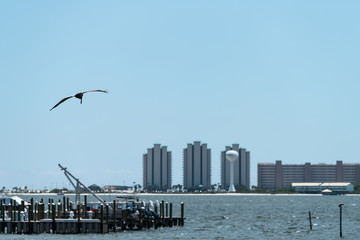 One young Juvenile Eastern Brown Pelican bird flying above Pensacola Bay in Navarre by wharf with boats and apartment condo buildings in Florida Panhandle of Emerald Coast