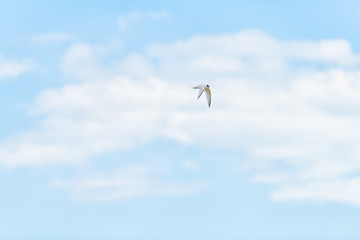 One least tern seagull flying isolated against cloudy blue sky with clouds far in distance in Navarre Beach, Florida Panhandle, Emerald coast at Gulf of Mexico