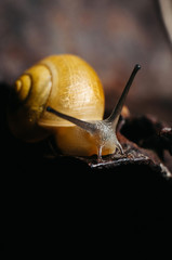 Macro photography of yellow snail sitting on rusty steel leaf