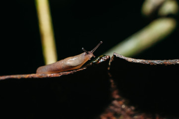 Macro photography of yellow snail sitting on rusty steel leaf