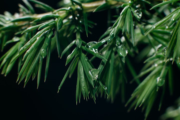 Water drops on juniper green leafs. Macro close up.