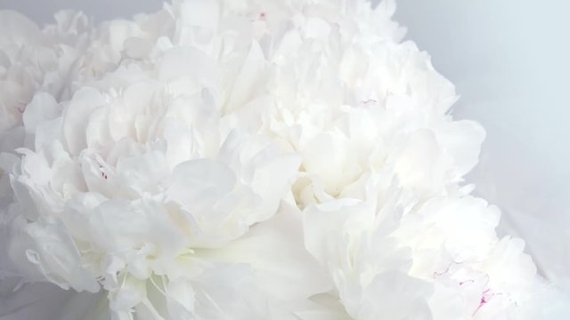Beautiful white peony flowers opening. Blooming bouquet of peonies opening closeup over grey. Timelapse 4K UHD video footage. 3840X2160