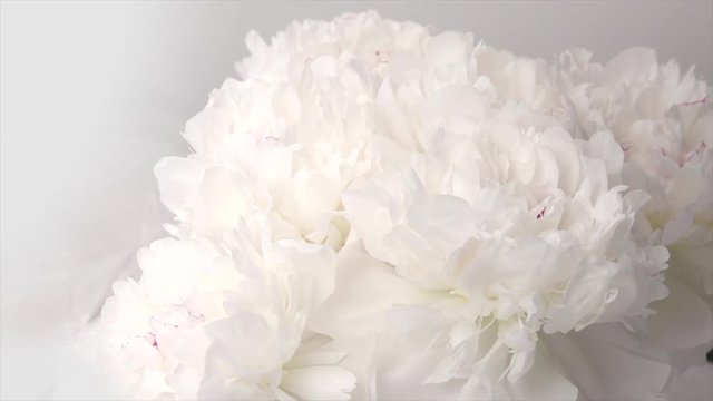 Beautiful white peony flowers opening. Blooming bouquet of peonies opening closeup over grey. Timelapse 4K UHD video footage. 3840X2160