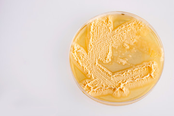Candida spp. - unicellular fungi. Top view