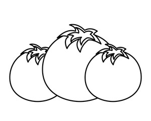 tomatoes vegetable fresh