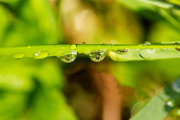 Water drops on the green leaf after the rain