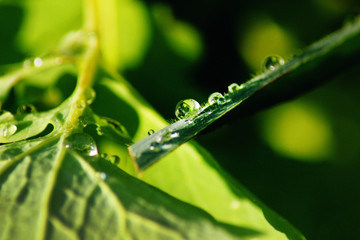 Water drops on the green leaf after the rain