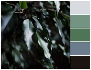Color swatch. Green, grey and black colours. Harmonious color combinations. Ficus tree color...