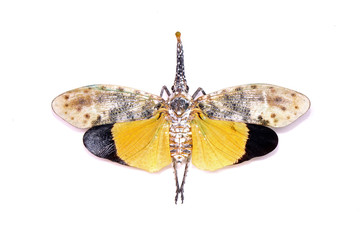 Obraz premium White wing Lantern-fly (Pyrops astarte) (Orange form) is a species of planthopper, found in Southeast Asia, and also known as Red nose lantern bugs. The unicorns of the insect world. Isolated