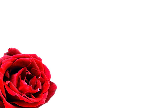 nice red rose photo detail