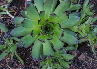 hens and chicks sedum closeup