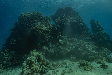 Naklejka na ściany i meble Coral reefs and water plants in the Red Sea, Eilat Israel
