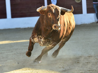 toro español corriendo en plaza de toros