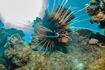 Naklejka na ściany i meble Lion fish in the Red Sea colorful fish, Eilat Israel