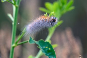 Female Fox Moth Caterpillar clings to vegetation while eating on a cool spring morning.