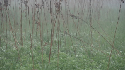 landscape with fog