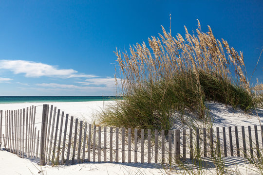 White sand beach with sea oats and dune fence at mid day