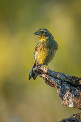 Emberiza cirlus, hesi-berdantza
