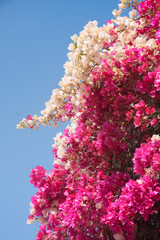 Naklejka premium Flowers