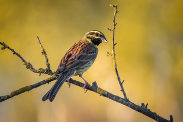 Emberiza cirlus, hesi-berdantza
