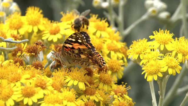Butterfly named Vanessa Cardui on Yellow Flowers 