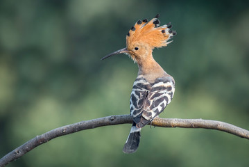 hoopoe, Upupa epops