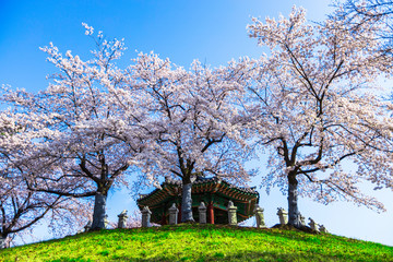 Sunrise and Beautiful cherry blossoms  at Seoul Olympic Park in Seoul,South Korea